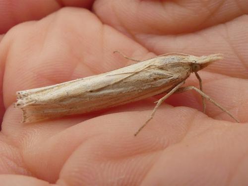 Ancylolomia sp.